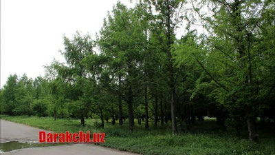 'Бугун Ўзбекистоннинг қатор ҳудудларида ҳаво ўзгариб, ёмғир ёғиши кутилмоқда'ning rasmi