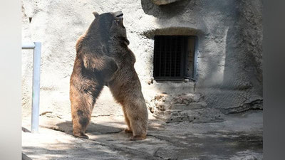 Изрображение 'Медведю Зузу из Ташкентского зоопарка сегодня устроили свидание с Машей (фото)'