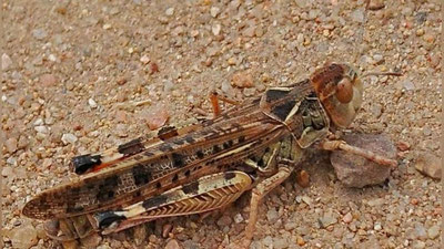 'Ўзбекистонга хавфли чигирткалар тарқалиши мумкин'ning rasmi