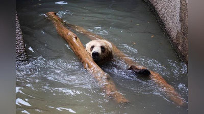 Изрображение 'В Ташкентском зоопарке рассказали, как животные переносят жару (фото)'