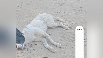 'Жиззахда қаровсиз қолган итларга ваҳшийлик қилиндими?'ning rasmi