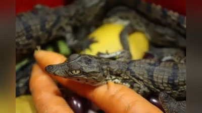 Изрображение 'В аэропорту Ташкента пресекли перевозку 54-х детенышей крокодила (видео)'