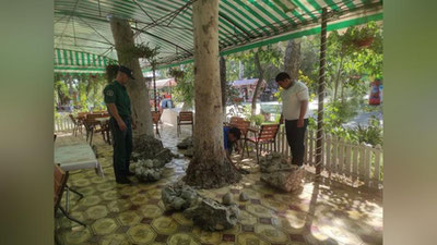 'Sirdaryodagi bir necha yillik daraxtlar tagi betonlab tashlandi'ning rasmi