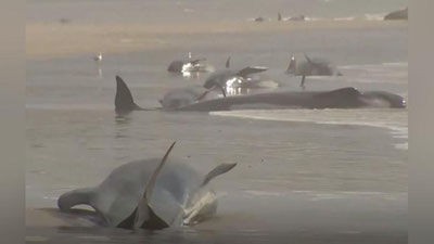 Изрображение 'В австралийской Тасмании более 200 черных дельфинов погибли, выбросившись на берег (видео)'