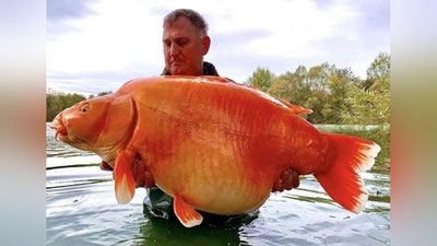 Изрображение 'Британский рыбак поймал во Франции гигантскую "золотую рыбку"'