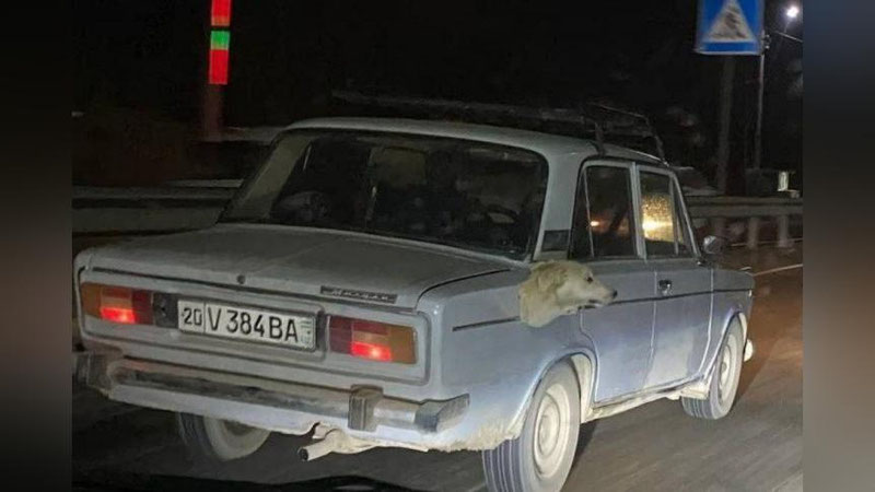 Изрображение '"Все неправильно поняли": в Сырдарье нашли водителя, который ездил с головой собаки на дверце топливного банка'