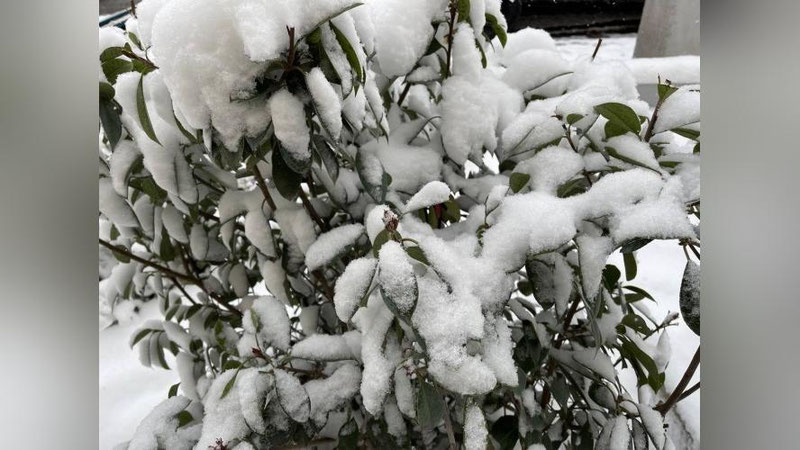 'Anomal sovuqda qishloq xo`jalik ekinlarini saqlab qolish mumkin?'ning rasmi