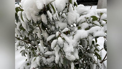 'Anomal sovuqda qishloq xo`jalik ekinlarini saqlab qolish mumkin?'ning rasmi