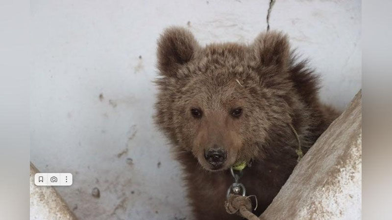 Изрображение 'Беспризорного медвежонка нашли на территории лесничества в Сурхандарье'