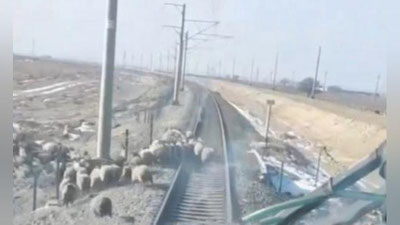 'Navoiyda poezd qo`ylar podasini bosib ketdi'ning rasmi