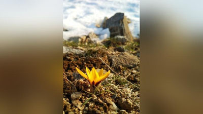 'O`zbekistonda qor qo`ynida ilk boychechaklar ochildi'ning rasmi