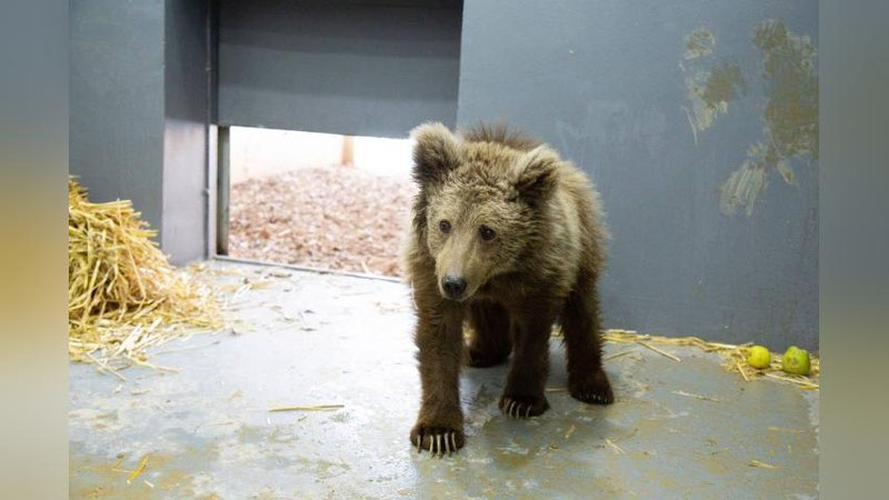 Изрображение 'В Ташкентском зоопарке рассказали о состоянии медвежонка, найденного в Сурхандарье'