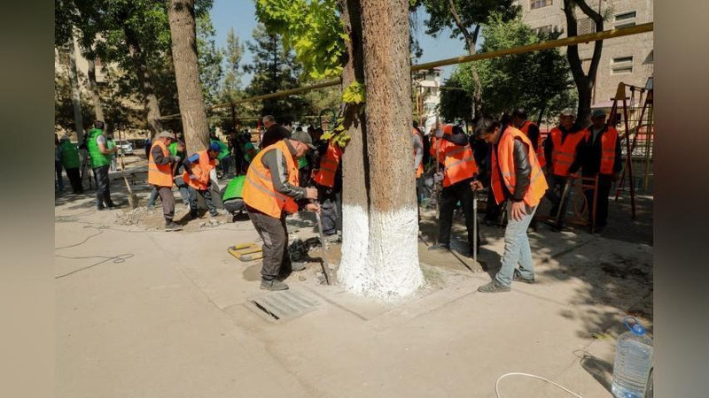 'Toshkentda betonlangan daraxtlarni qutqarish ekoaksiyasi boshlandi'ning rasmi