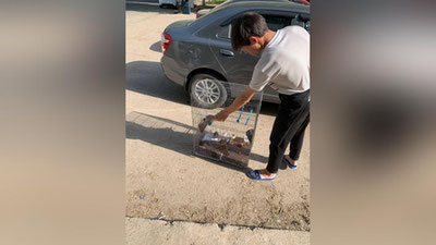 Изрображение 'Инспекторы изъяли и выпустили белку, которую держали в кафе на ТТЗ в Ташкенте'