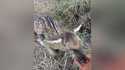 Изрображение 'В Зарафшанском национальном природном парке родились два олененка'