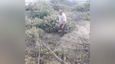 'Buxorodagi masjid hududida tahoratxona qurish uchun daraxtlar kesib tashlandi'ning rasmi