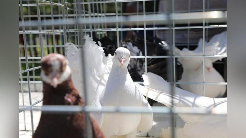 Изрображение 'Выставка голубей прошла в одном из столичных парков (фото, видео)'