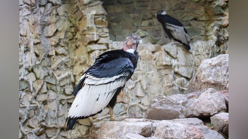 Изрображение 'В Международный день птиц столичный зоопарк показал все свое птичье разнообразие (видео)'