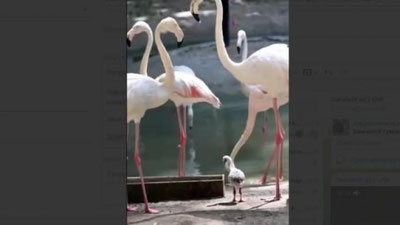 'Toshkent hayvonot bog`ida 3 ta pushti flamingo jo`jalari dunyoga keldi (video)'ning rasmi