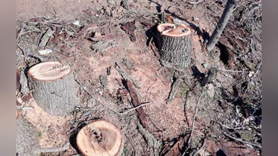 'Abduhakimovga 53 174 tup daraxtni kesishga xulosa berish topshirilganimi? Vazirlik ijtimoiy tarmoqlarda tarqalgan xabarlarga izoh berdi'ning rasmi