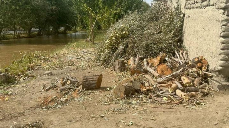 Изрображение 'В Бухарской области вдоль канала вырубили 125 деревьев'