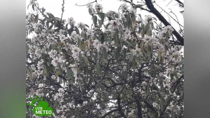 Изрображение 'В горах Бостанлыка в конце ноября зацвело миндальное дерево'