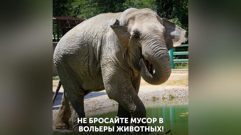 Изрображение 'В Ташкентском зоопарке слониха проглотила пакетик от сухариков, брошенный посетителями'