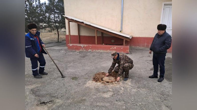 Изрображение 'Работники Центра фтизиатрии в Наманганской области вырубили 3 дерева во дворе'