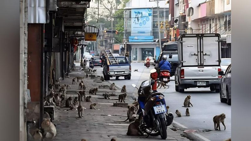 Изрображение 'Две банды обезьян устроили столкновения в Таиланде (видео)'