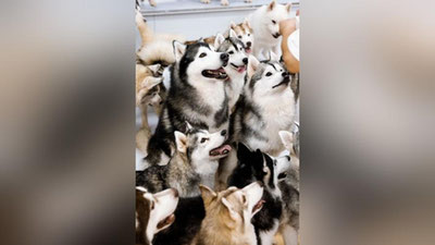 Изрображение 'В Китае из зоокафе, расположенного в торговом центре, сбежала сотня хаски (видео)'