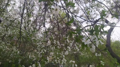 Изрображение 'В Ташкенте +26: погода на 8 апреля'