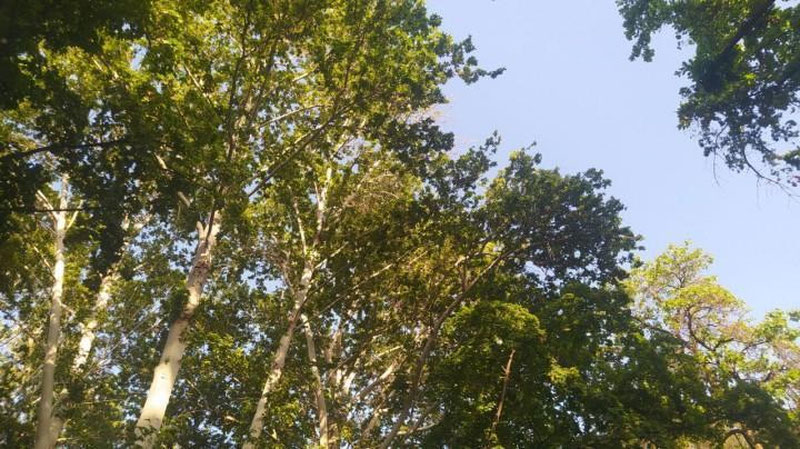 Изрображение 'В Узбекистане потеплеет до +33, а затем ожидается спад температуры'