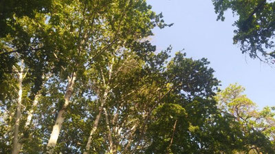 Изрображение 'В Узбекистане потеплеет до +33, а затем ожидается спад температуры'