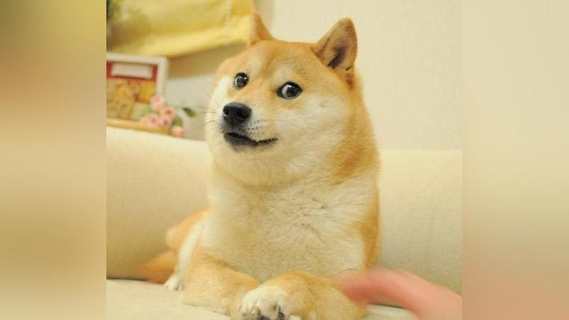 Изрображение 'Собака по кличке Кабосу, ставшая прообразом мема Doge, умерла в Японии'