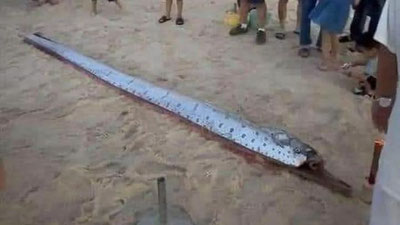 Изрображение 'Гигантскую рыбу-весло, которая "предсказывает стихийные бедствия", нашли во Вьетнаме'