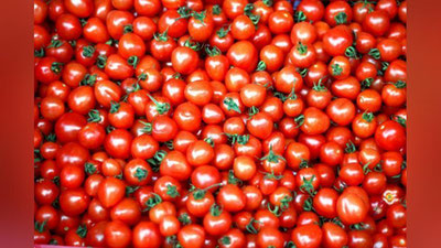 'Rossiyada O`zbekistondan borayotgan pomidorlarga virus sabab ta`qiq qo`yilgani yuzasidan rasmiy bayonot berildi'ning rasmi