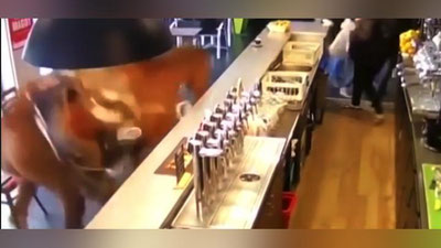 Изрображение 'ВОРВАВШАЯСЯ В КАФЕ ЛОШАДЬ ВЫЗВАЛА ПАНИКУ СРЕДИ ПОСЕТИТЕЛЕЙ (ВИДЕО)'