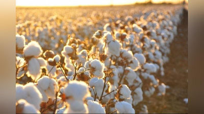 '2019 yilda 1 kg terilgan paxta uchun necha pul to`lanishi rejalashtirilayotgani ma`lum bo`ldi'ning rasmi