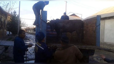 'ФВВ ходимлари Андижондаги марказий кўчада югуриб юрган буқани тутишди 'ning rasmi