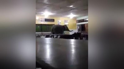 'Малайзияда мактаб ошхонасида филнинг сайр қилиб юргани видеога олинди (Видео)'ning rasmi