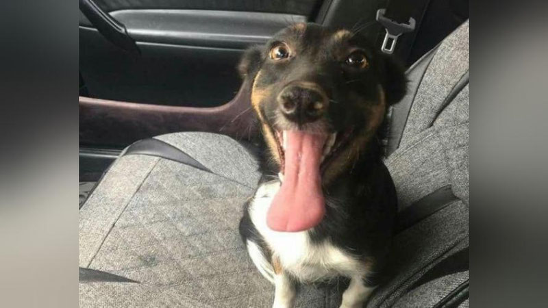 Изрображение 'В ЯШНАБАДСКОМ РАЙОНЕ ТАШКЕНТА ЗАЖИВО ЗАМУРОВАЛИ БЕЗДОМНУЮ СОБАКУ'