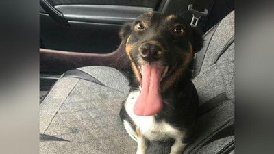 Изрображение 'В ЯШНАБАДСКОМ РАЙОНЕ ТАШКЕНТА ЗАЖИВО ЗАМУРОВАЛИ БЕЗДОМНУЮ СОБАКУ'