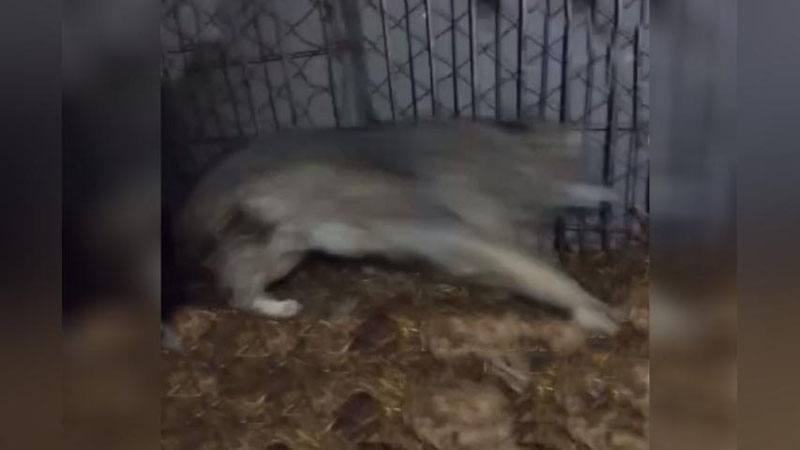 'Jizzaxlik erkak xonadonida bo`ri saqlab kelayotgani aniqlandi'ning rasmi