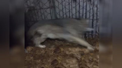 'Jizzaxlik erkak xonadonida bo`ri saqlab kelayotgani aniqlandi'ning rasmi