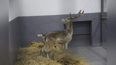 'Toshkentda yo`qolib ketish xavfi ostidagi Evropa kiyigini hujjatlarsiz olib yurgan fuqaro aniqlandi'ning rasmi