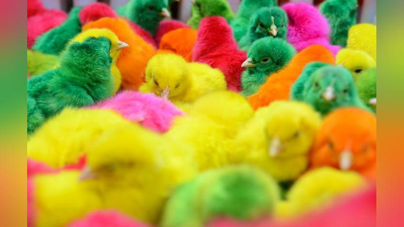 Изрображение 'Продажа окрашенных цыплят в Ташкенте вызвала возмущение у зоозащитников (видео)'