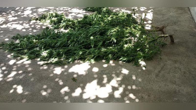 'Giyohvand moddalar noqonuniy saqlanayotgan xonadon fosh etildi'ning rasmi