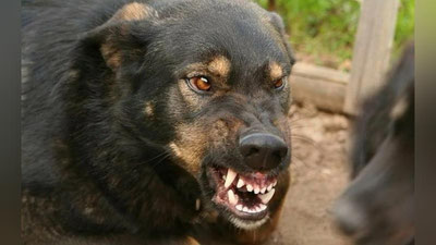 'Сирдарёда ўзининг ити тишлаб, қутуриш ташхиси қўйилиб, вафот этган эркакнинг яшаш ҳудуди назоратга олинди'ning rasmi