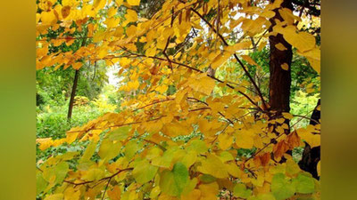 '19 oktyabr kuni mamlakatimizda ob-havo qanday bo`ladi?'ning rasmi