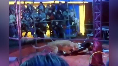 Изрображение 'Львицы напали на дрессировщика в Новосибирской области (видео)'